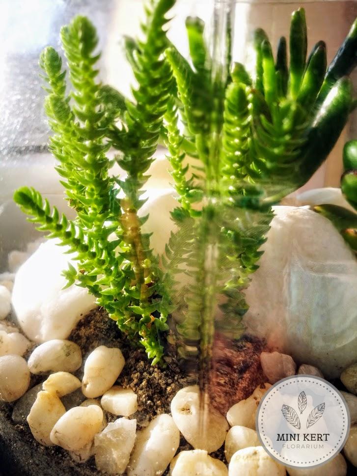 crassula