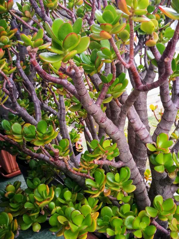 Crassula