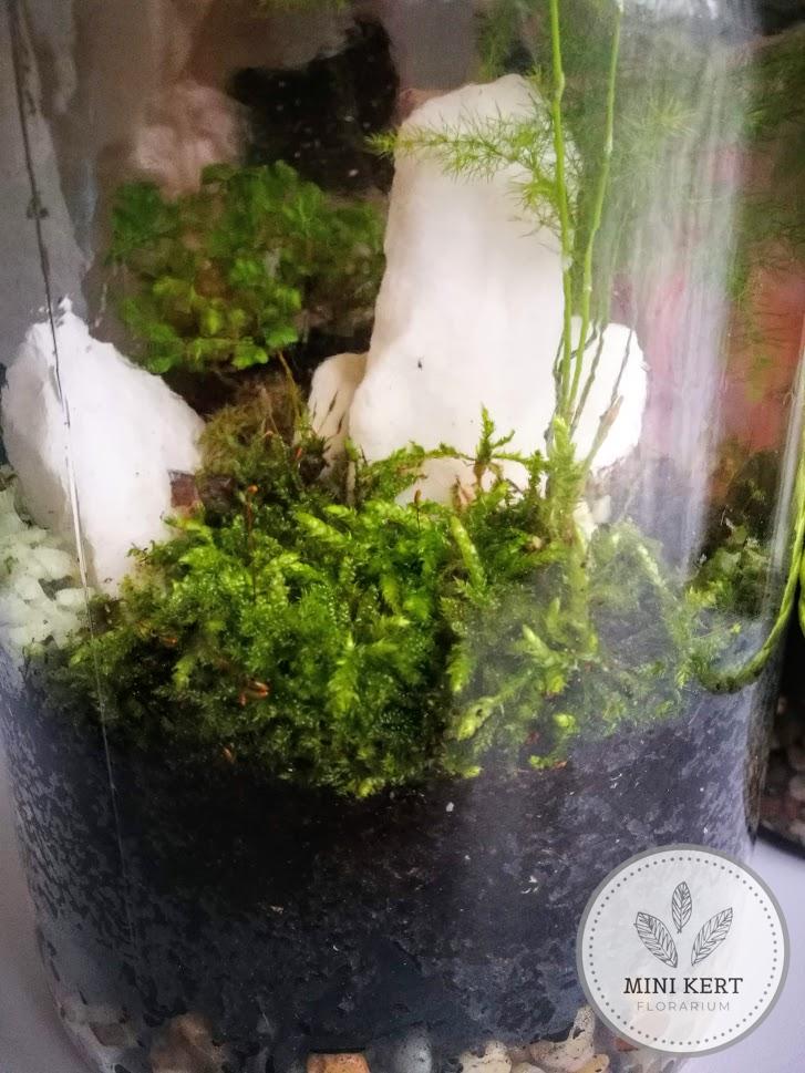 3,5 literes újrafelhasznált üveg florárium - Image 2