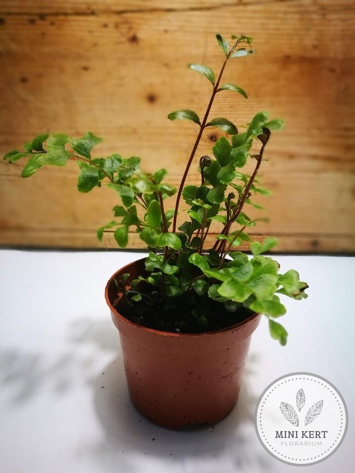 kereklevelű sziklai páfrány