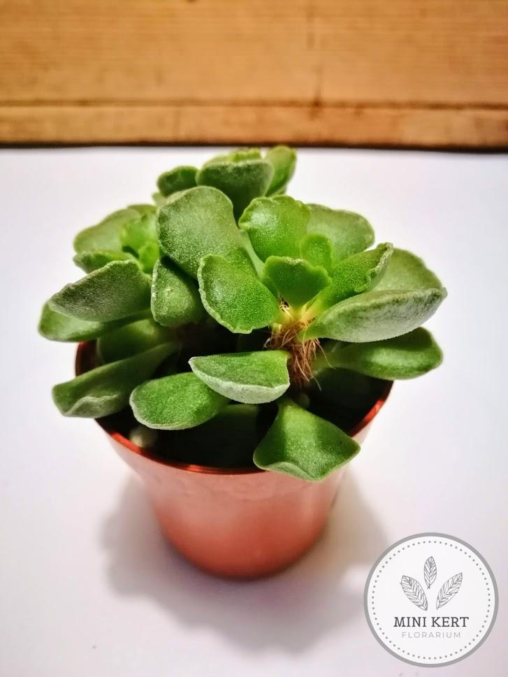 májlevél Adromischus cristatus