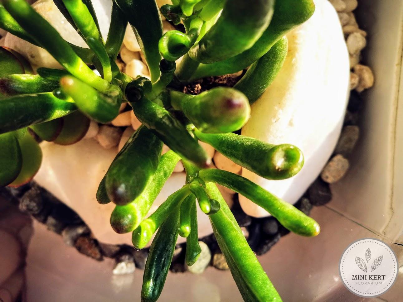 ogre fül crassula