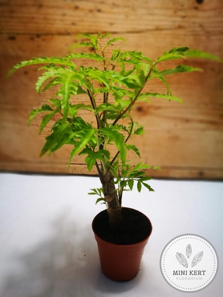 páfránylevelű arália