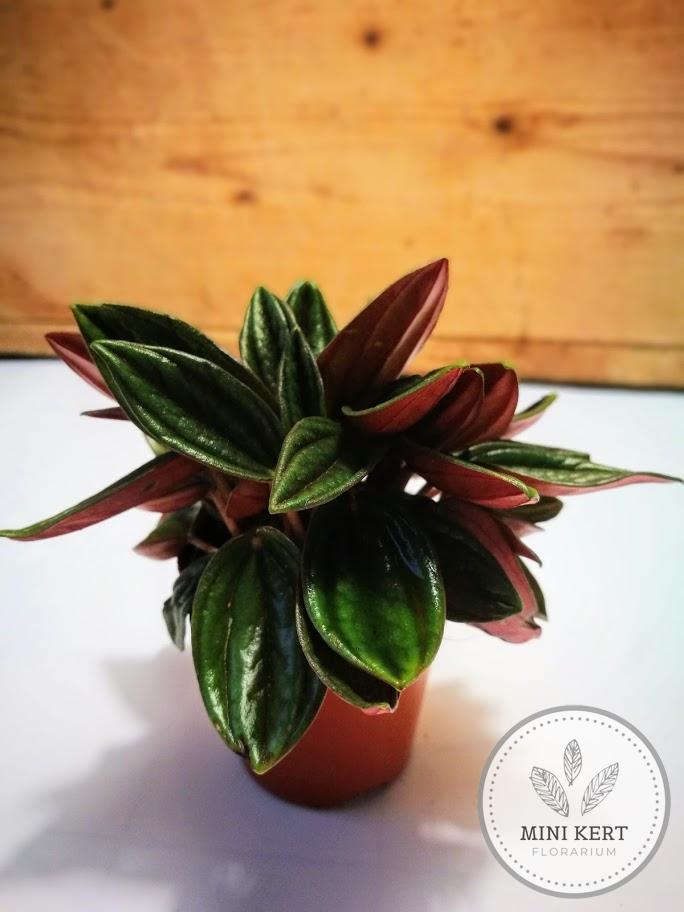 törpebors peperomia rosso