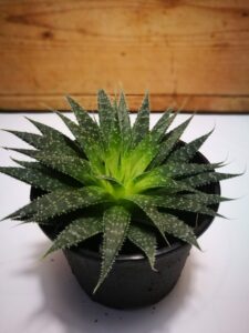 szálkás aloe