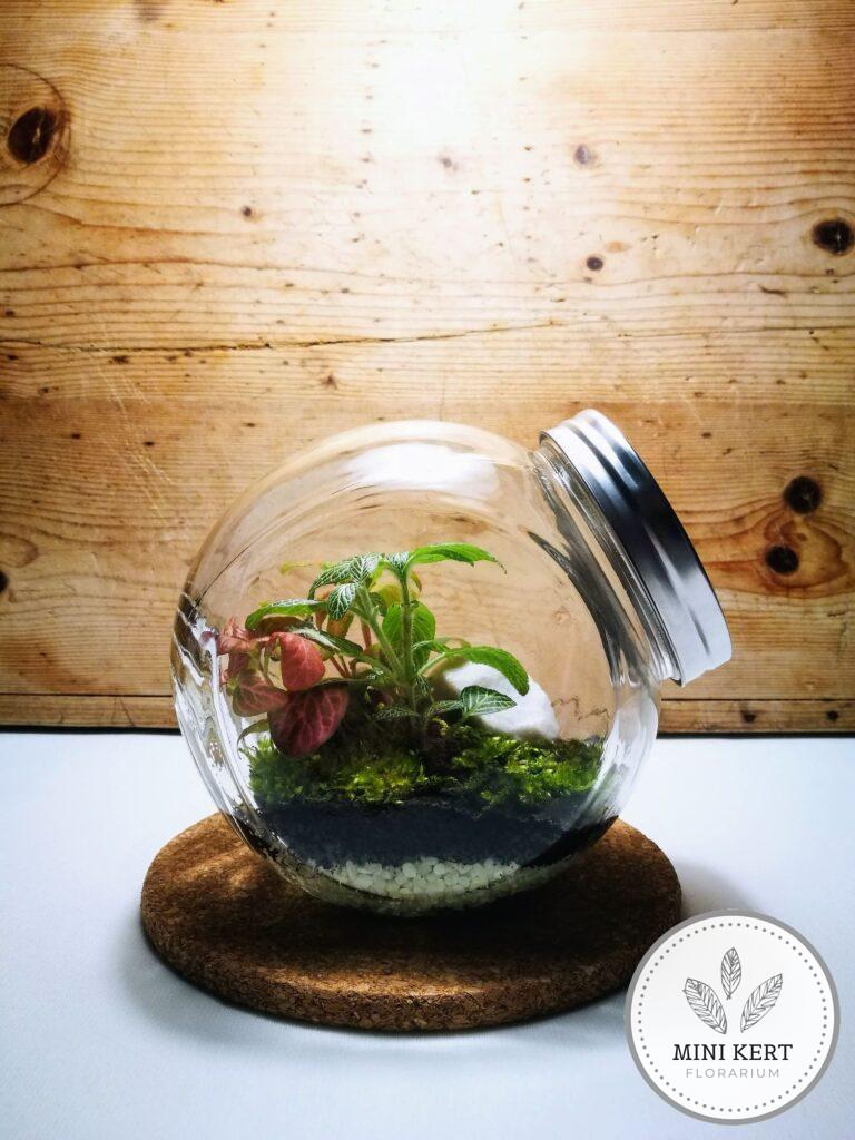 Döntött, zárt üvegtartály florárium