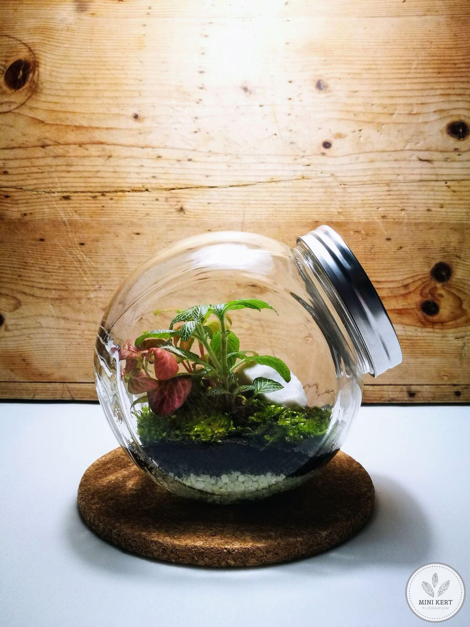 Döntött, zárt üvegtartály florárium