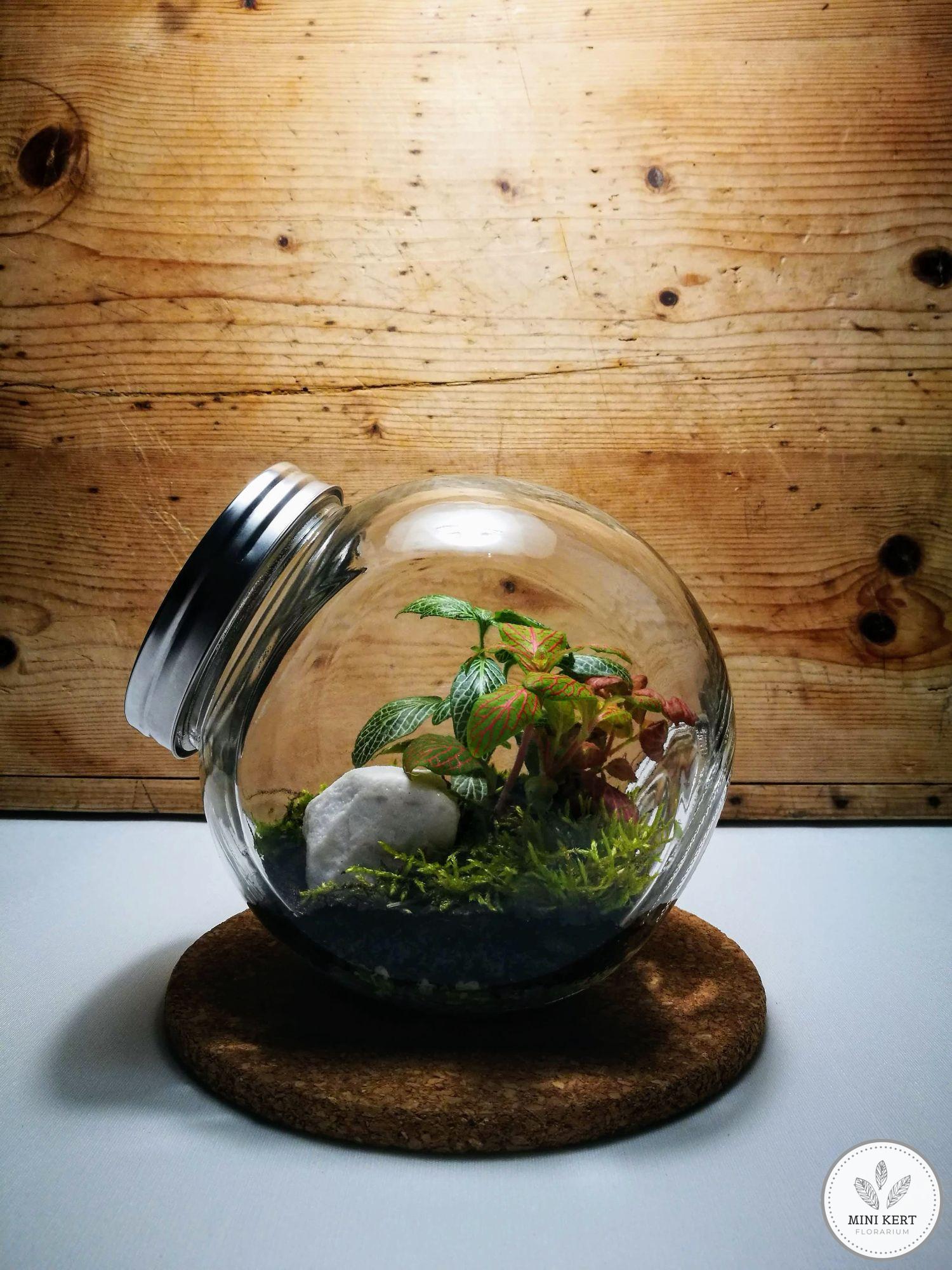 Döntött, zárt üvegtartály florárium