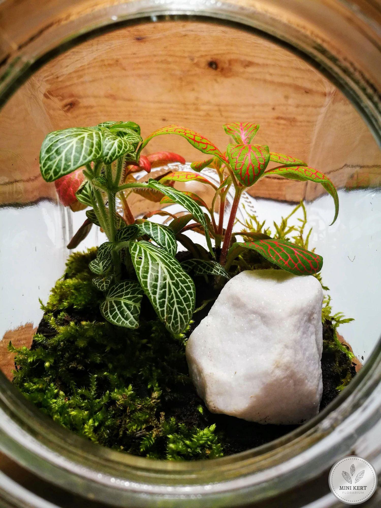 Döntött, zárt üvegtartály florárium belső