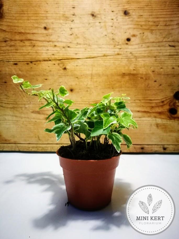 szobaborostyán fehér tarka levelű