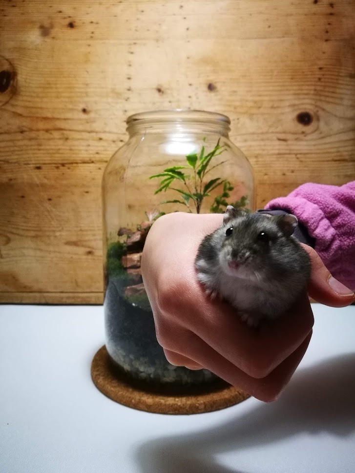 Edward és az XXXL florárium