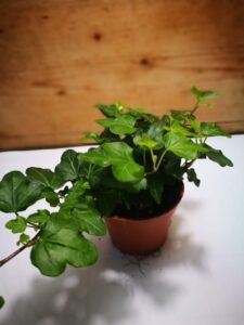 hedera helix - borostyán