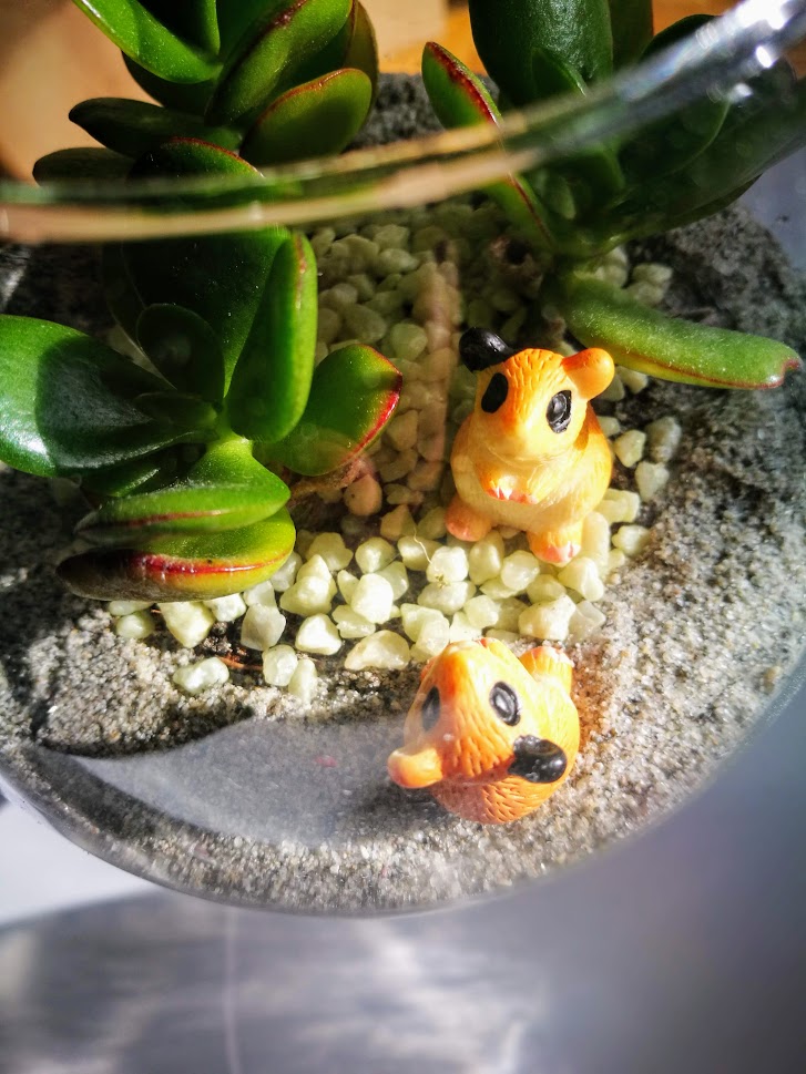 hörcsög figurás florárium szukkulensekkel
