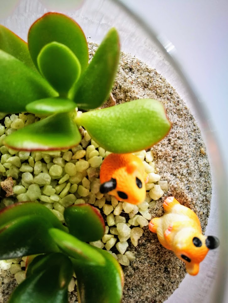 miniatűr hörcsög figurák szukkulens floráriumban