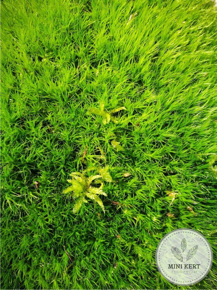 Közönséges seprűmoha