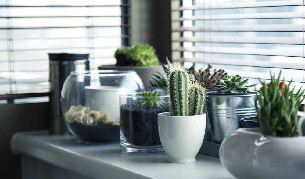 Mennyi fényre van szüksége a floráriumnak?