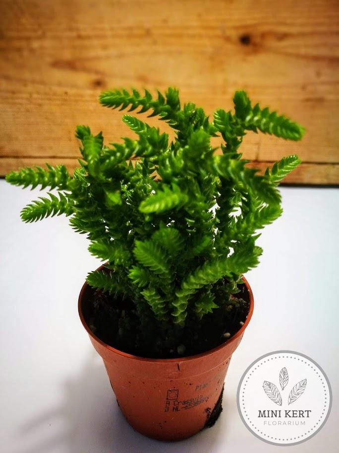 Patkányfark Crassula