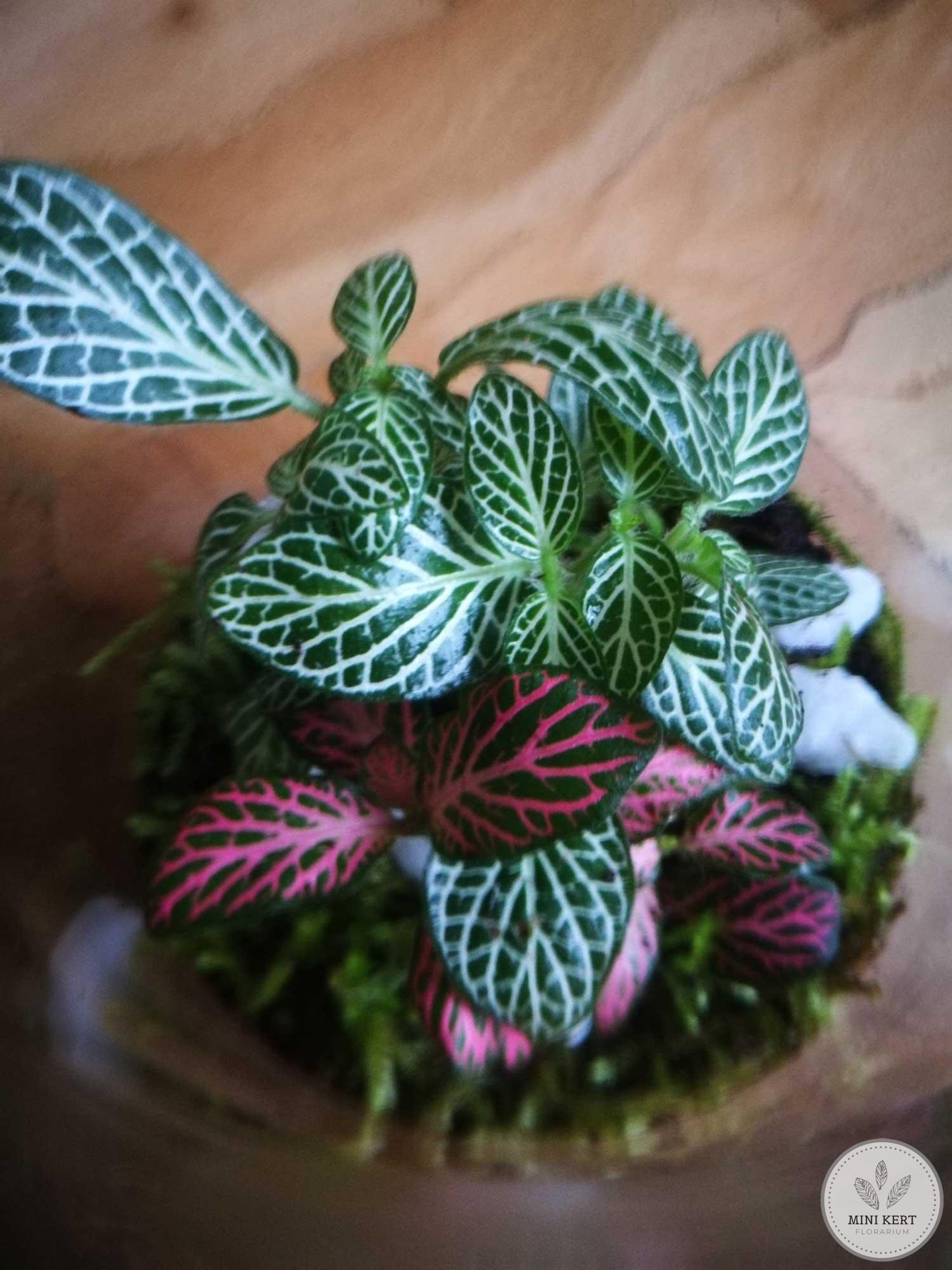 Retro patikai üveg palackkert