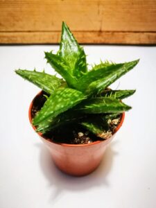 tigrisfog aloe