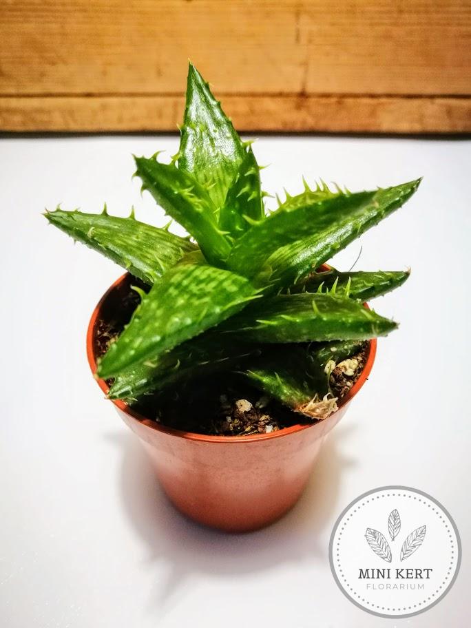 tigrisfog aloe