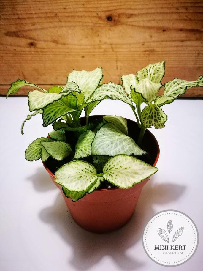 világoszöld hálóslevél fittónia