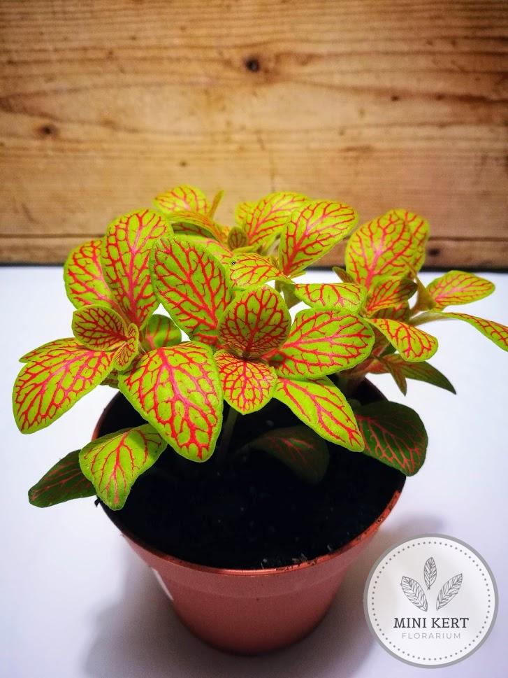 világoszöld - rózsaszín hálóslevél