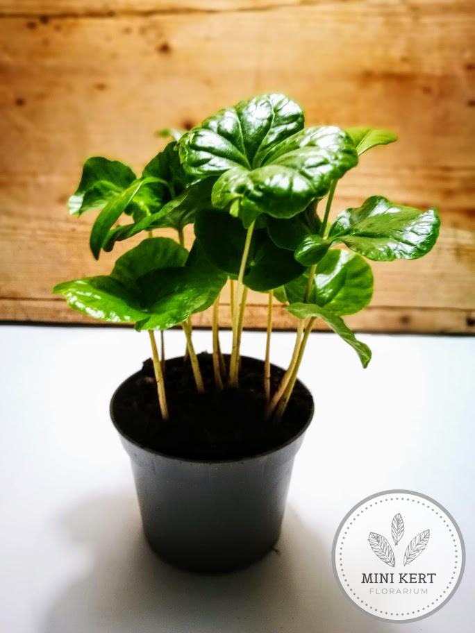 kávécserje coffea arabica