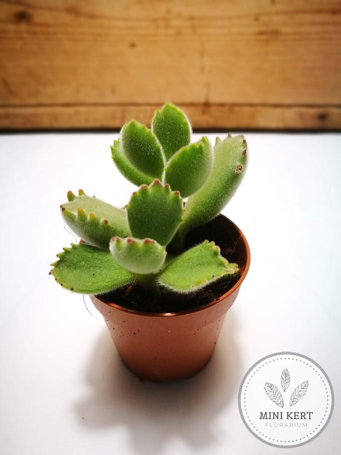 köldökfű medvetappancs cotyledon tomentosa