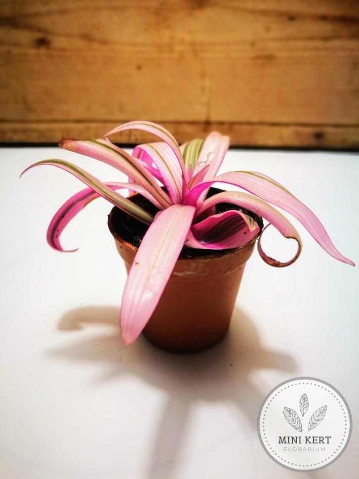 lándzsalevél tradescantia spathacea