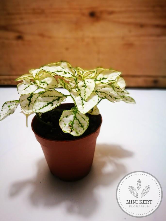 szeplősarc hypoestes