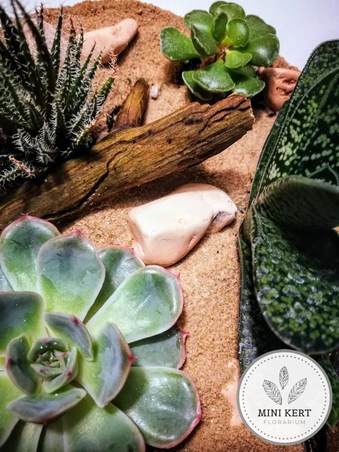 szukkulens üveggömb florárium felülnézet