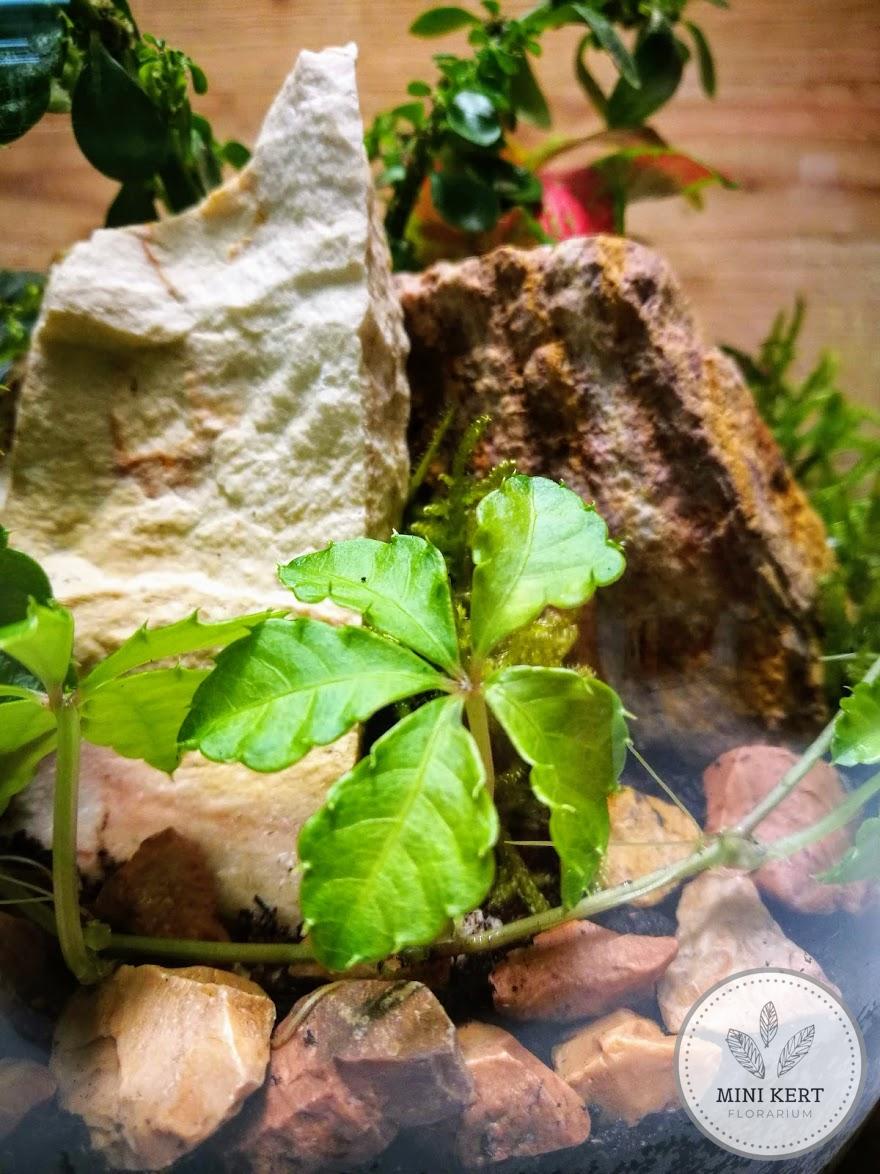 Egyenes falú üvegtartály florárium - Image 2