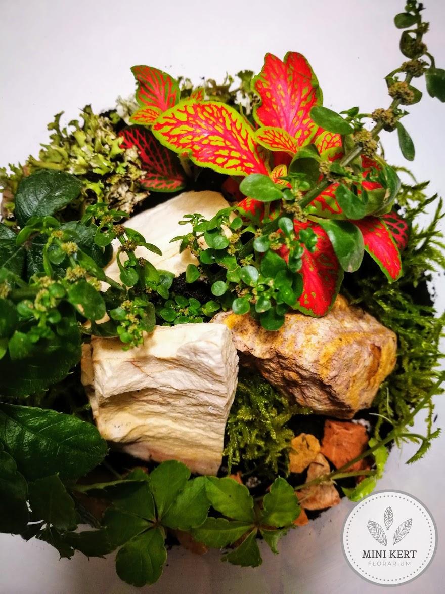 Egyenes falú üvegtartály florárium - Image 3