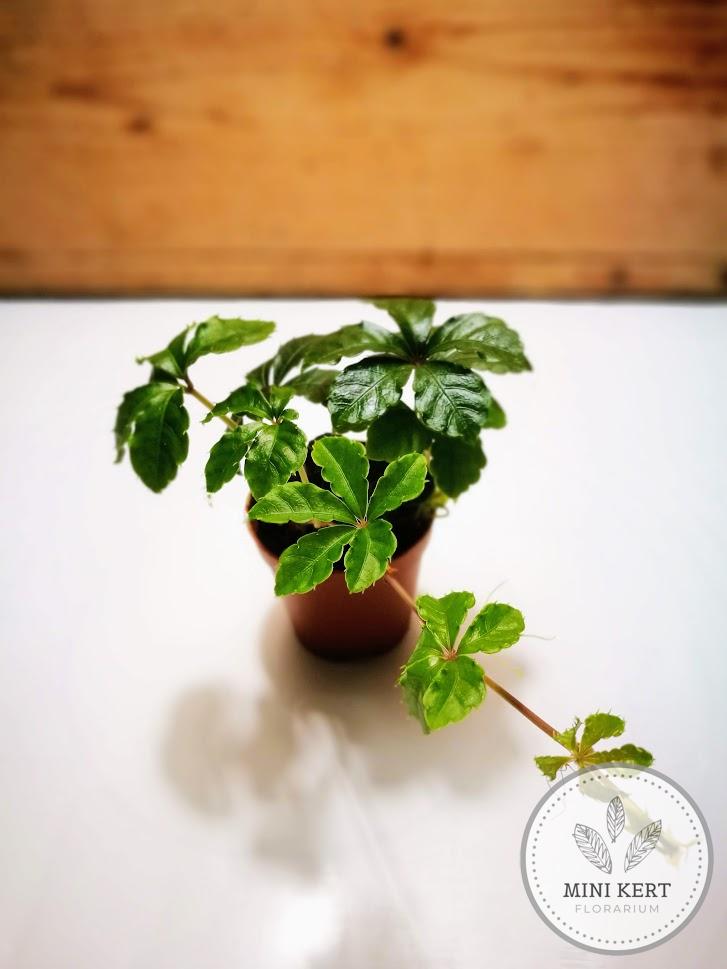 cissus striata chilei hegymászó növény