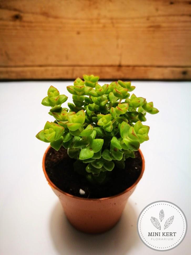 crassula marnieriana jáde nyaklánc