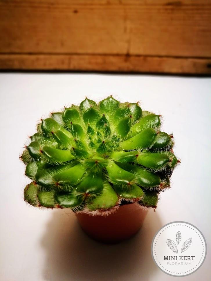 echeveria setosa mexikói tűzrakó