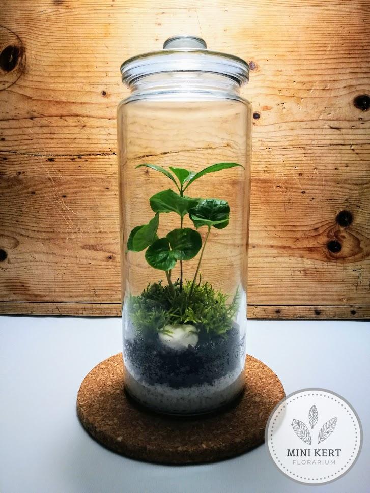 magas üvegtetős florárium