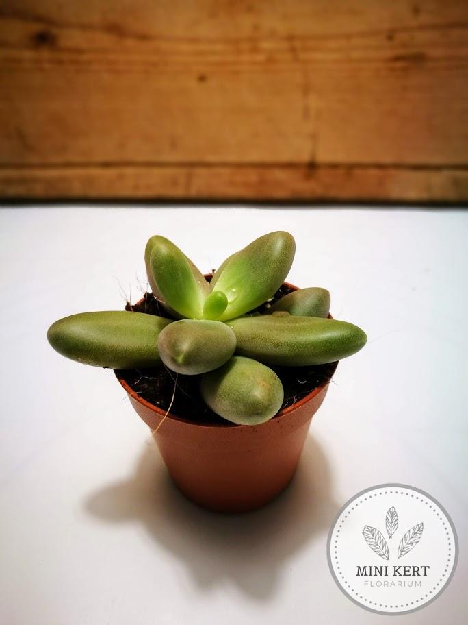 pachyphytum oviferum holdko