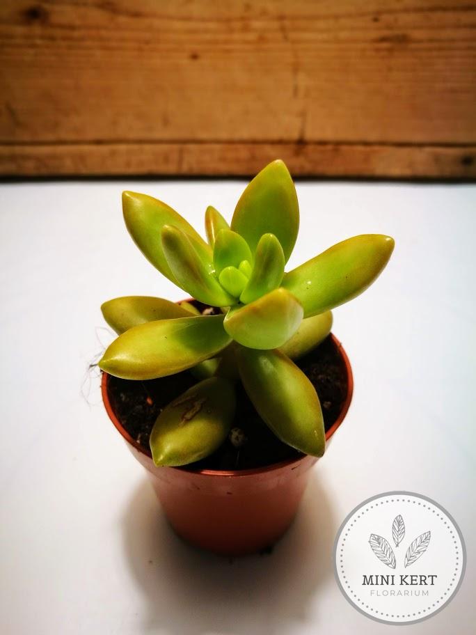 sedum nussbaumerianum