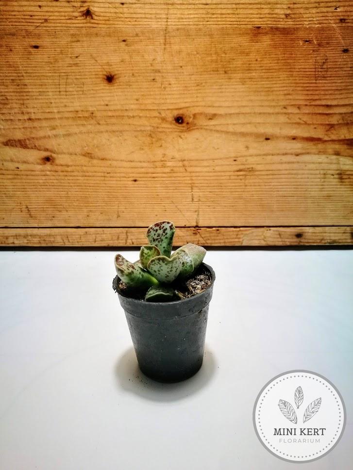 vaskos májlevél adromichus cooperi