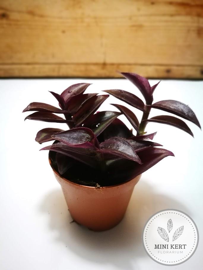 bibor pletyka tradescantia pallida