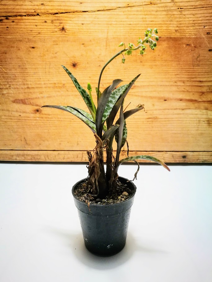 diszeslevelu csillagvirag ledebouria socialis