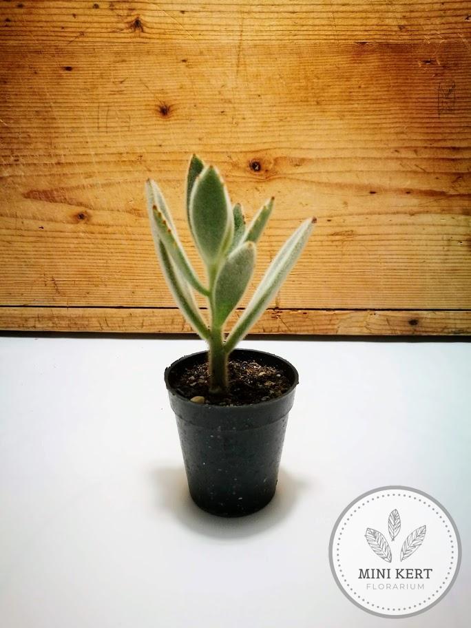 kalanchoe tomentosa panda növény