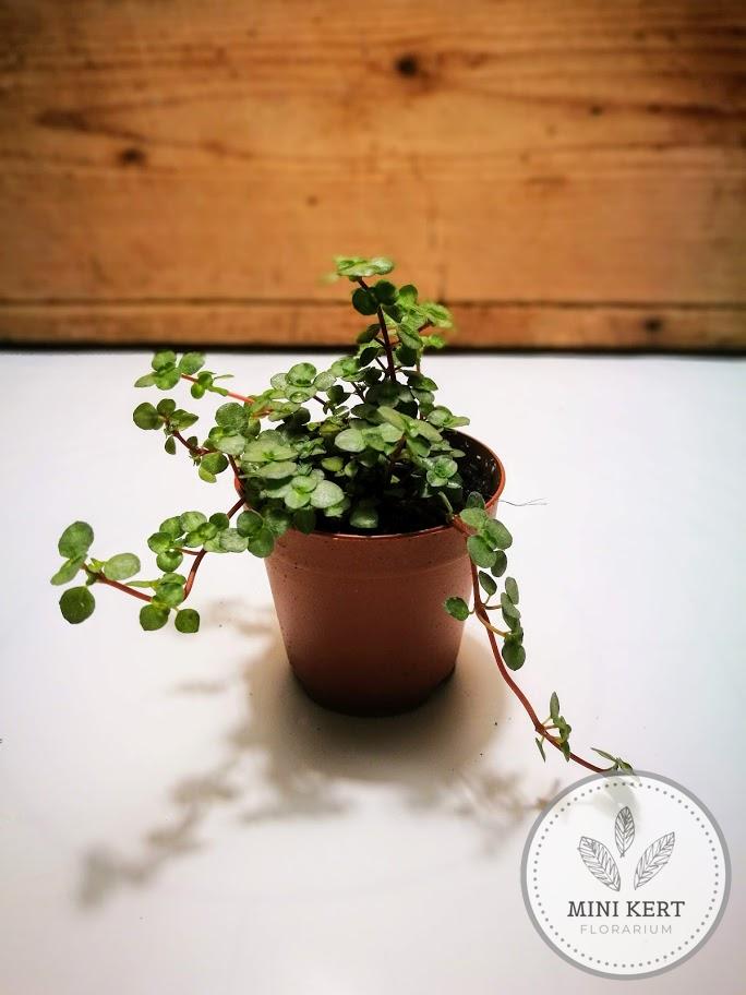 kúszó törpepletyka calisia repens