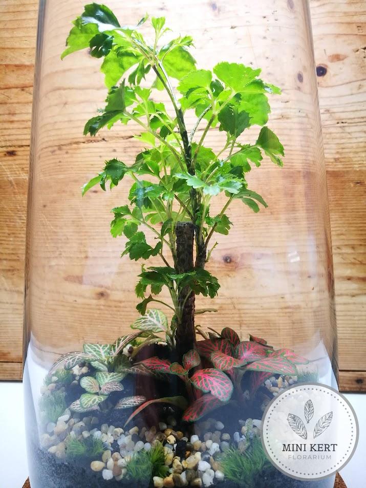 Magas üvegváza florárium - Arália - Image 2