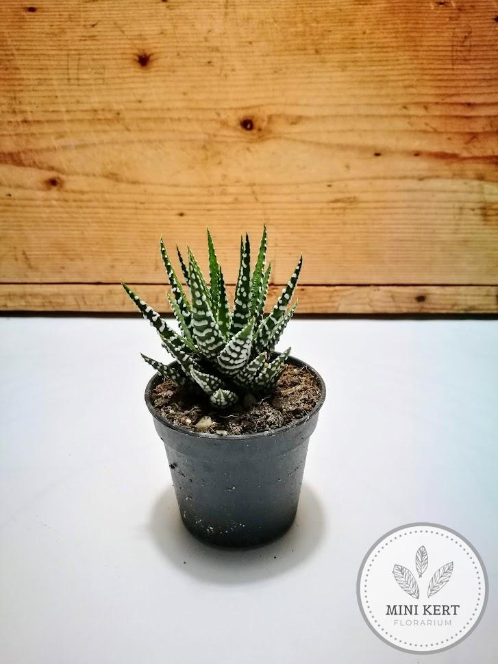 pompás szemölcsliliom haworthia fasciata