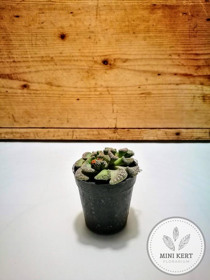 titanopsis kavicsvirag