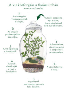 A víz körforgása a floráriumban