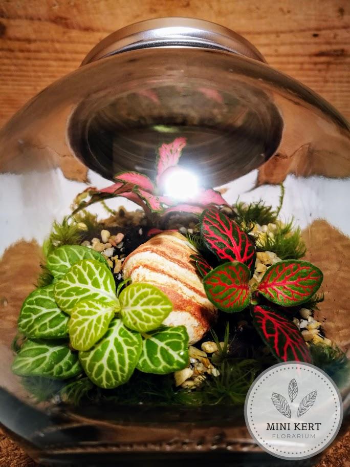 döntött zárt üvegtartály florárium közepes méret