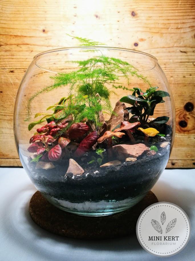 fittonia florárium üveggömb